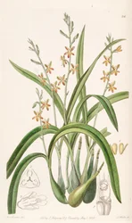 Prosthechea ochracea（syn。Epidendrum ochraceumとして）